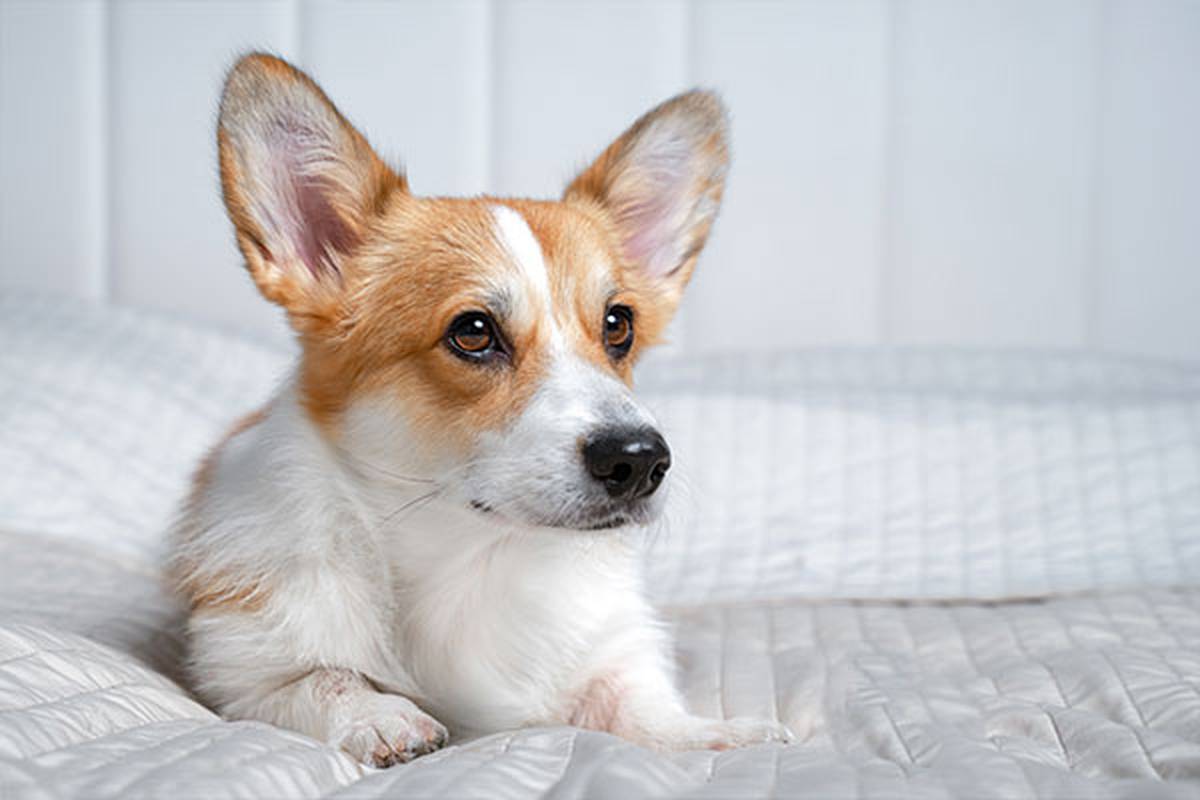 1. selezionare una camera pet friendly Hotel ILUNION Romareda Saragozza